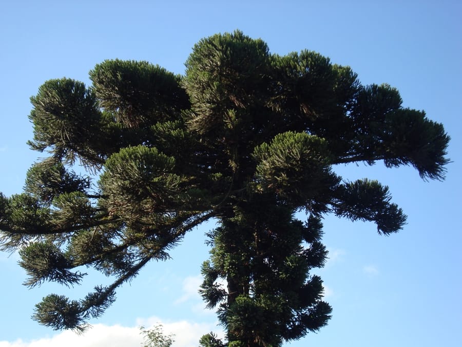 Araucária, a árvore símbolo do Paraná, contra o céu de Curitiba